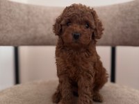 A Kalite Toy Poodle Yeni Ailesini Bekliyor