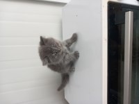 8 Yavru Kedimiz Sahiplendirilecek