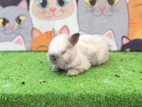 Cüce tavşan yavruları gönderim yapılır