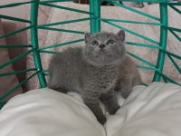 Minik British Shorthair Bebeler
