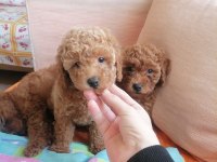 50 Günlük Tea Cup Toy Poodle Bebeklerim