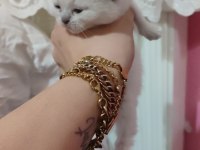 Mavi Gözlü British Longhair Bebişler