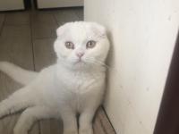 Acil Yavru - Yetişkin British Ve Scottish Kediler