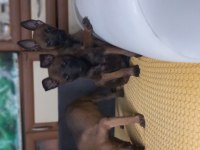 Bursa Paşa Köpek Dünyası Belçika Malinois Yavrularımız
