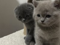 Scottish ve british kedimiz