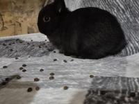 Netherland cüce tavşan yavruları