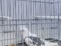 Yavru erkek sultan papağanı