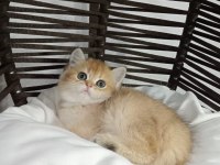 British Shorthair Kız Kardeşler