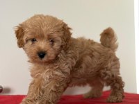 Tatlı minik maltipoo yavrular