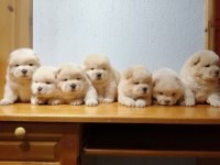 Chow Chow Yavruları İçin Ulaşın