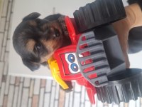 Teacup Mini Yorkshire Terrier