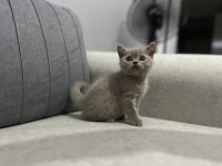 British Shorthair Yavruları