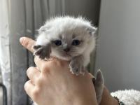 Scottish Bluepointler 45 Günlükken Teslim