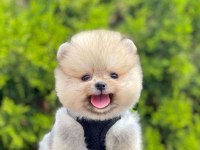 Safkan Pomeranian Boo Köpekler