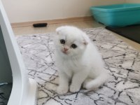 Dişi Kedimize Yuva Arıyoruz