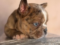 Erkek french bulldog köpeği