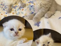 Blue point kedilerim sahibini arıyor