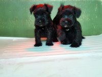 Minyatür Schnauzer Yavru