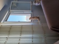 6 Aylık British Longhair