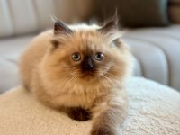 2 Aylık Yavru Chinchilla Melezi Kedimiz