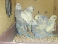 Yavru Muhabbet Kuşları