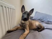 2 aylık safkan dişi belçika kurdu yavrumuz