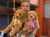 Poodle Bebeklerimiz İçin Acele Edin