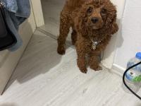 Toy Poodle 1 Numara