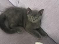 British Shorthair 3 Aylık Dişi Kedimiz