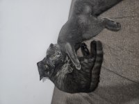 6 aylık safkan scottish fold evde üretim