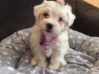Maltese Terrier Yavrularımız