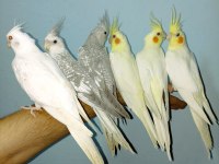 Ev Üretimi Yerli Sultan Papağan Yavruları