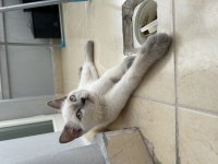 3.5 Aylık Blue Point Scottish Fold