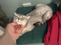 British Shorthair 2 Yaşında Dişi Kısırlaştırılmış