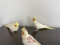 Yavru Sultan Papağanı 2 Aylık