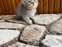 Gri British Shorthair Güzellikler