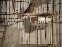 Her Tür Kanarya Vardır