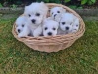 Maltipoo terrier sıfır numara evimin neşeleri