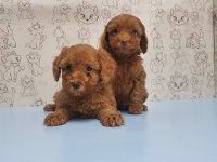 Yavru Toy Poodle