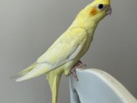 Sultan Papağanı Sahiplendirilecektir