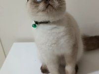 Top kafa scottish fold erkek