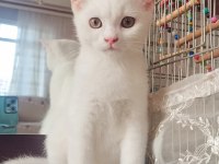 British Beyaz Erkek Kedimiz