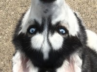 Mavi Boncuk Husky Kimdeyse Benim Gönlüm Ondadır