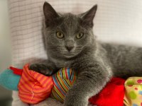 Acil Yavru Russian Blue İlanımız