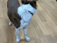 Köpeğimiz Jesy Yeni Yuvasını Ve Oyun Arkadaşını Arıyor!