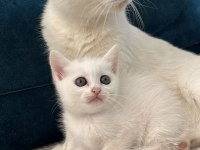 Kedilerimizi Sahiplendiriyoruz