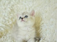 Muhteşem Tatlı Silver British Shorthair