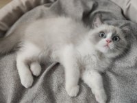 Mavi Gözlü Safkan Erkek Ragdoll Yavrusu