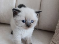 British shorthair yavrular