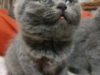British Shorthair Yavrular Yeni Yuvalarını Arıyorlar